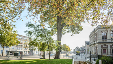 Arbres remarquables et insolites – Ville de Chartres