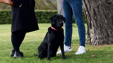 Chien en laisse dans un parc avec ses maîtres