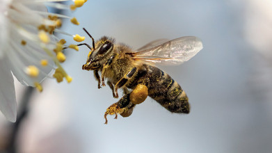 Abeille butinant une fleur