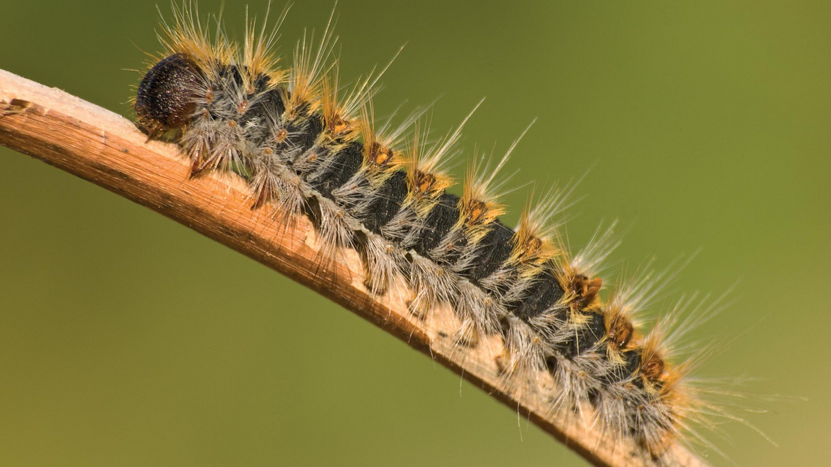 Une chenille processionnaire du pin