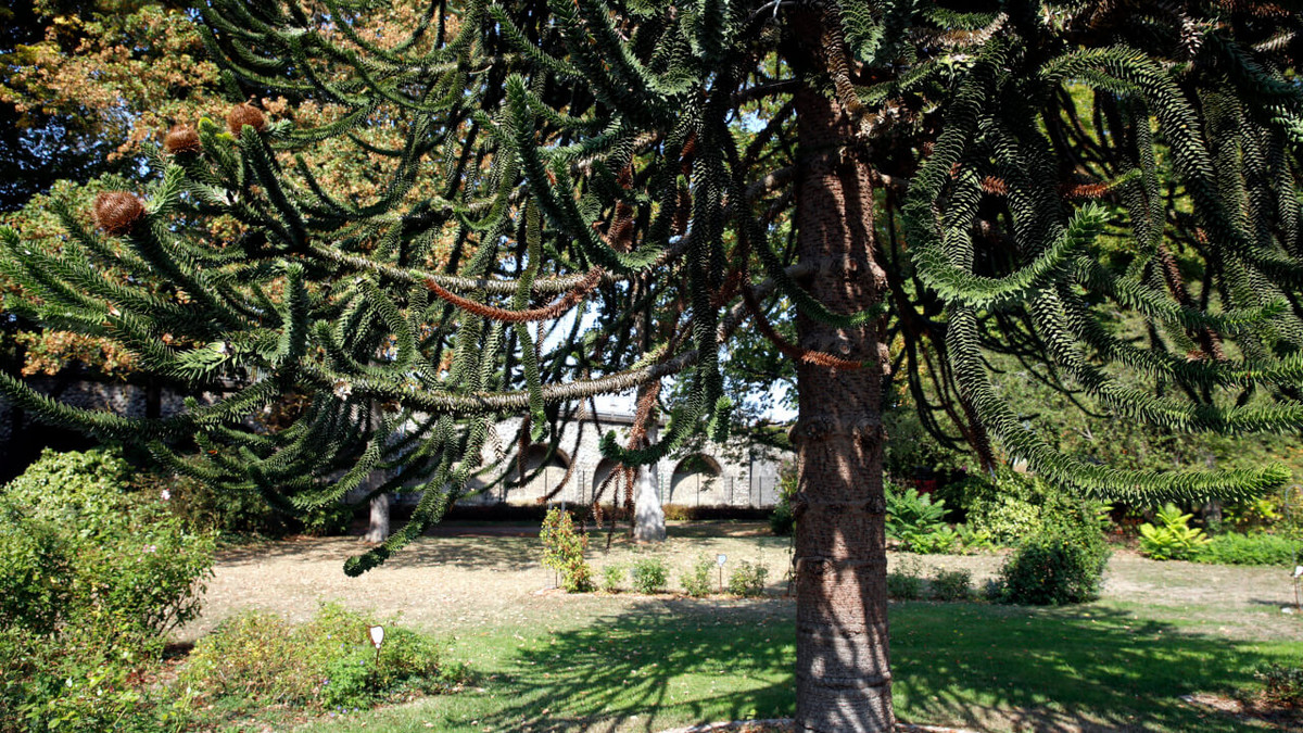 Désespoir des singes, parc André-Gagnon – Ville de Chartres