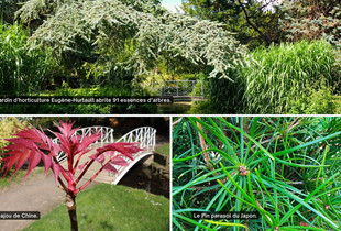 Visuels de différentes essences d'arbres du jardin d'horticulture