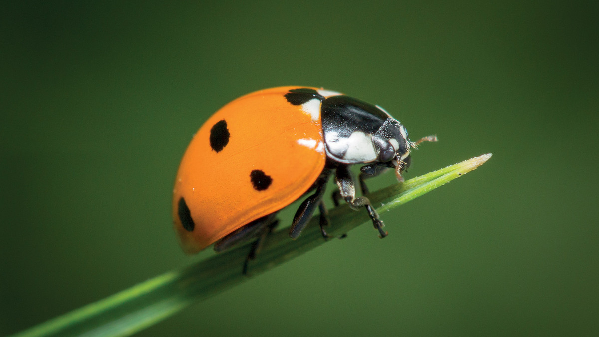 Une coccinelle