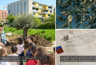 Un olivier sur le mail des Petits-Clos et une lettre de Napol&eacute;on datant de 1811.