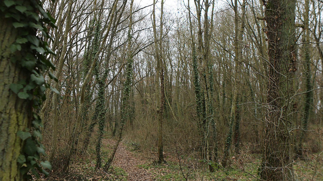 Espaces verts du quartier Rechèvres : Bois des Poteries – Ville de Chartres