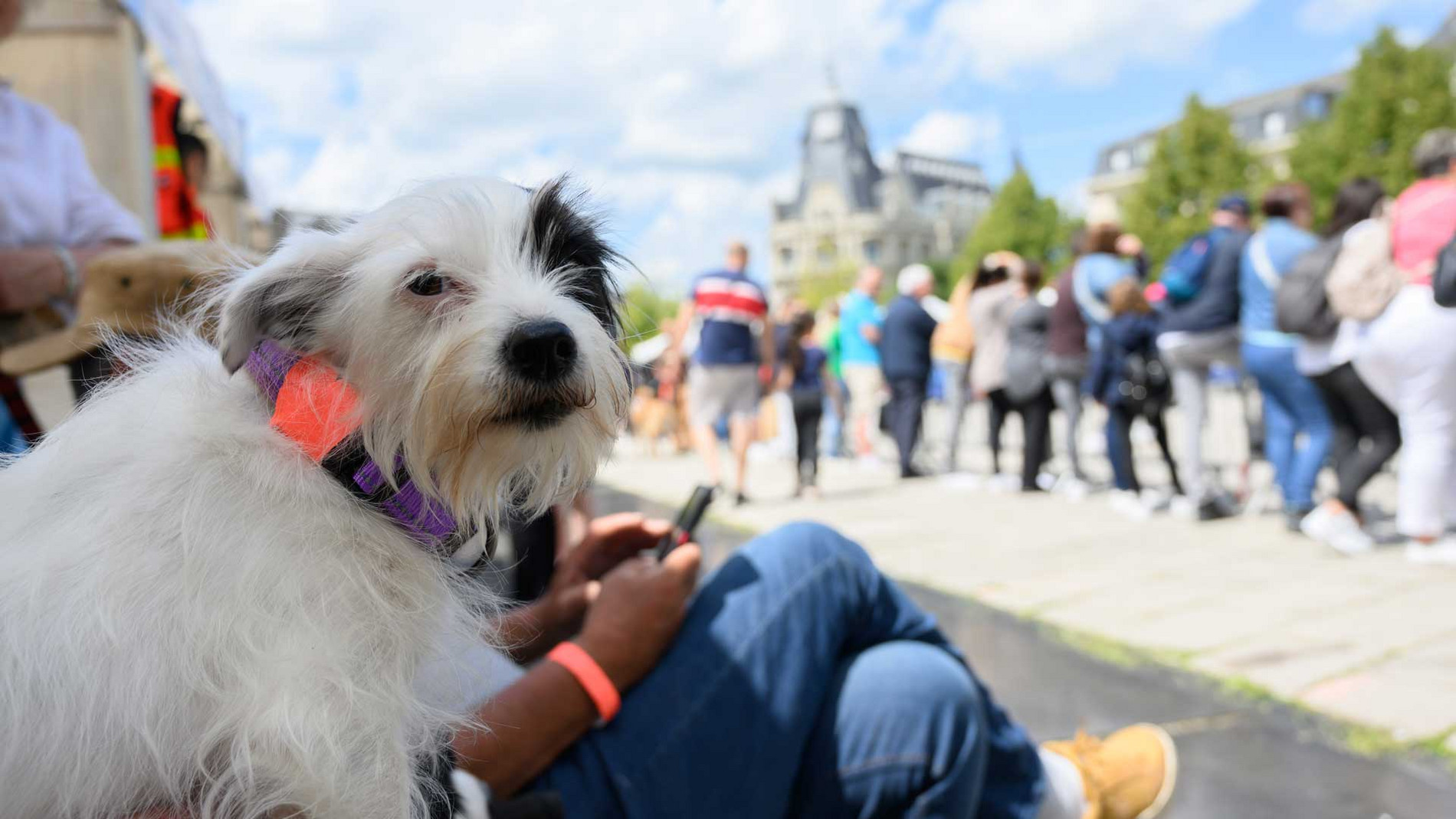 Journée de l'animal à Chartres