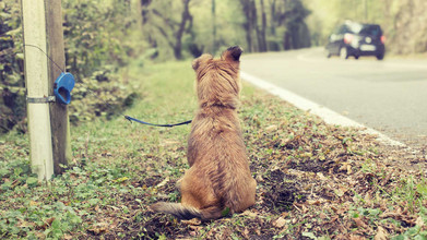 Chien ayant l'air triste