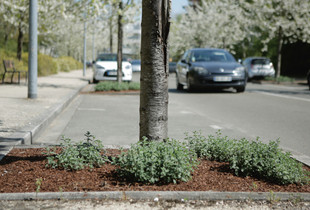 Les paillages pour maîtriser les espaces végétalisés – Zéro phyto – Ville de Chartres