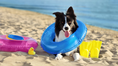 Un chien avec une bouée autour de la tête, couché sur une plage avec la mer en fond