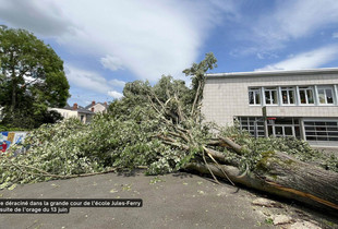 Arbre déraciné dans la grande cour de l’école Jules-Ferry à la suite de l’orage du 13 juin