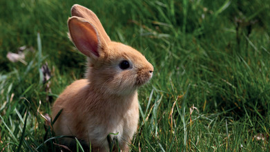 Lapin dans l'herbe