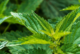 Désherbage maison – Conseil Zéro Phyto – Ville de Chartres