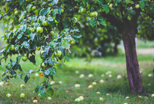 Un pommier chargé de pommes vertes