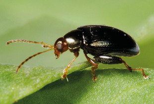 Vive la protection biologique : un altise – Conseil Zéro Phyto – Ville de Chartres