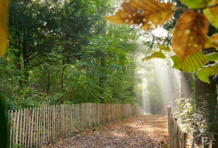 L'automne au Rigeard, avec des feuilles mortes au sol