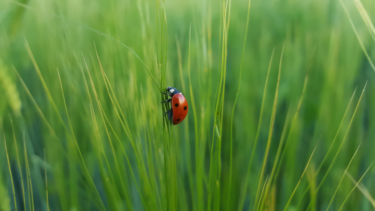 Les auxiliaires au jardin – Zéro phyto – Ville de Chartres