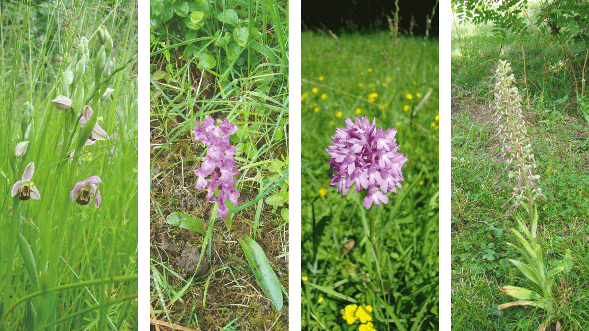 Plantes et essences chartraines : les orchidées sauvages – Zéro phyto – Ville de Chartres