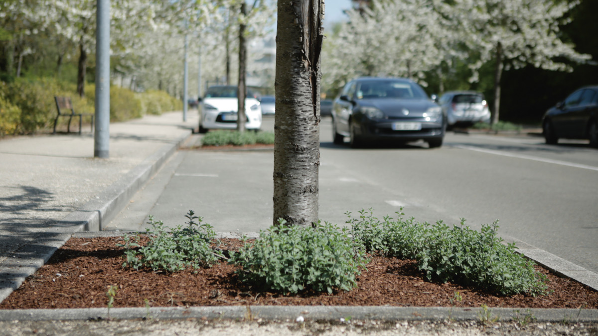 Les paillages pour maîtriser les espaces végétalisés – Zéro phyto – Ville de Chartres