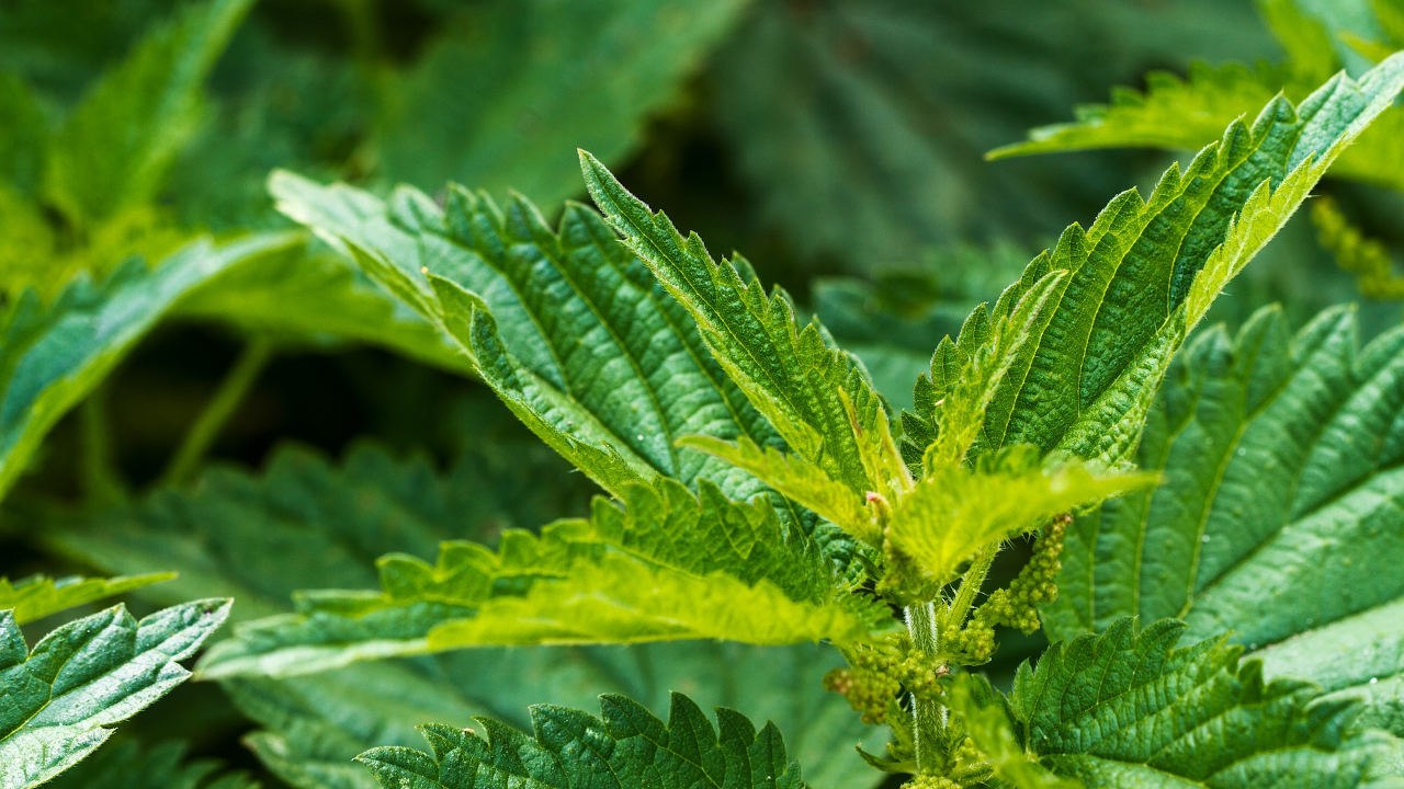 Désherbage maison – Conseil Zéro Phyto – Ville de Chartres