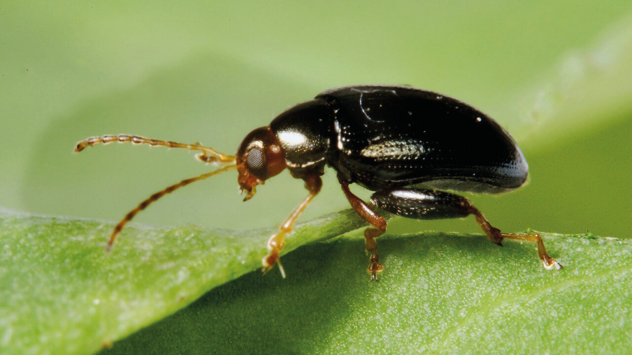 Vive la protection biologique : un altise – Conseil Zéro Phyto – Ville de Chartres