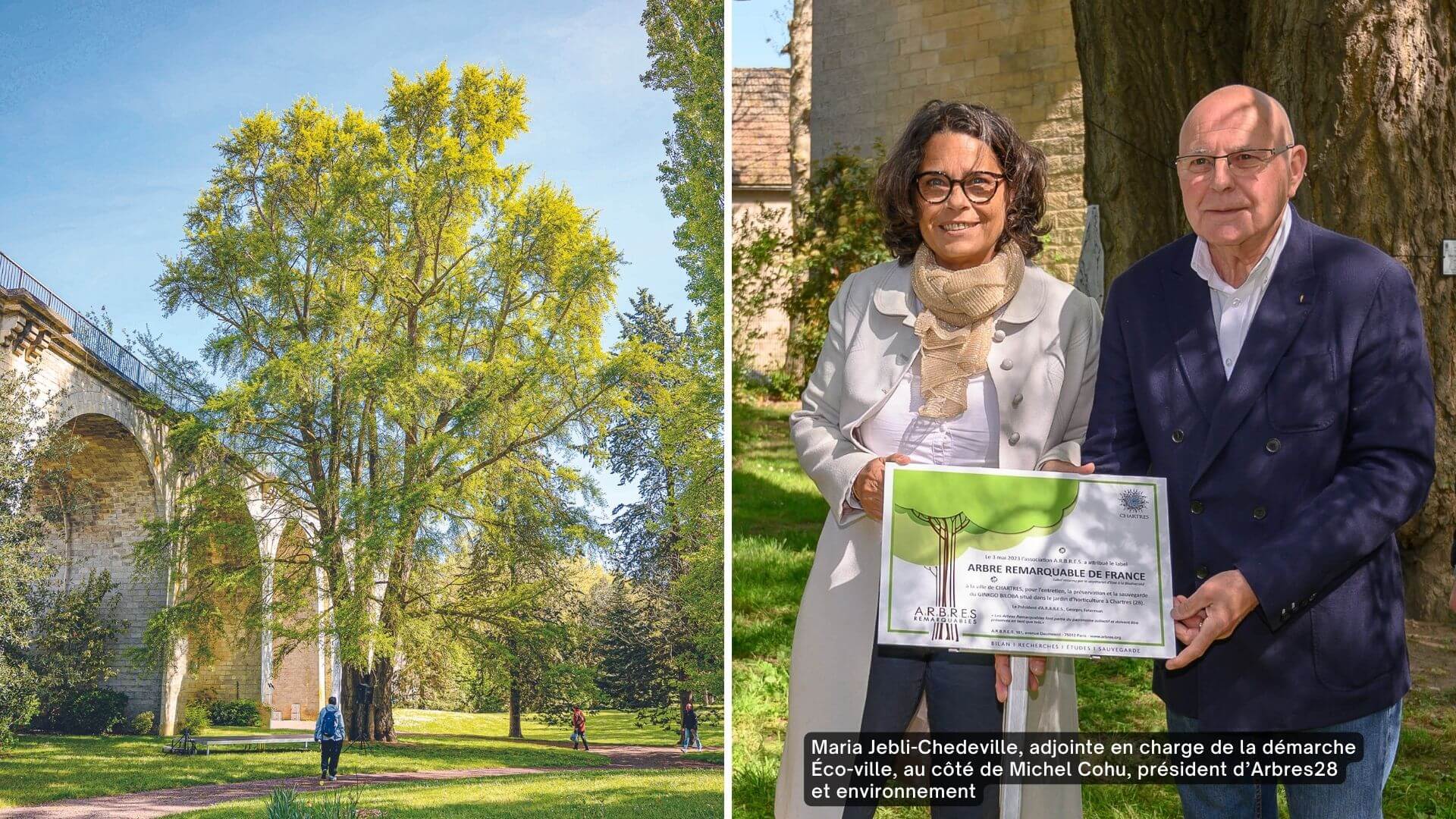 Un ginkgo biloba labellisé Arbre remarquable