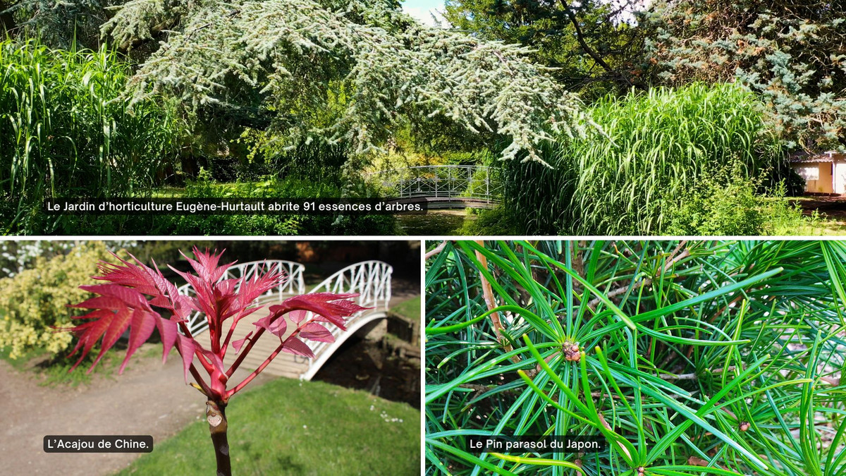 Visuels de différentes essences d'arbres du jardin d'horticulture