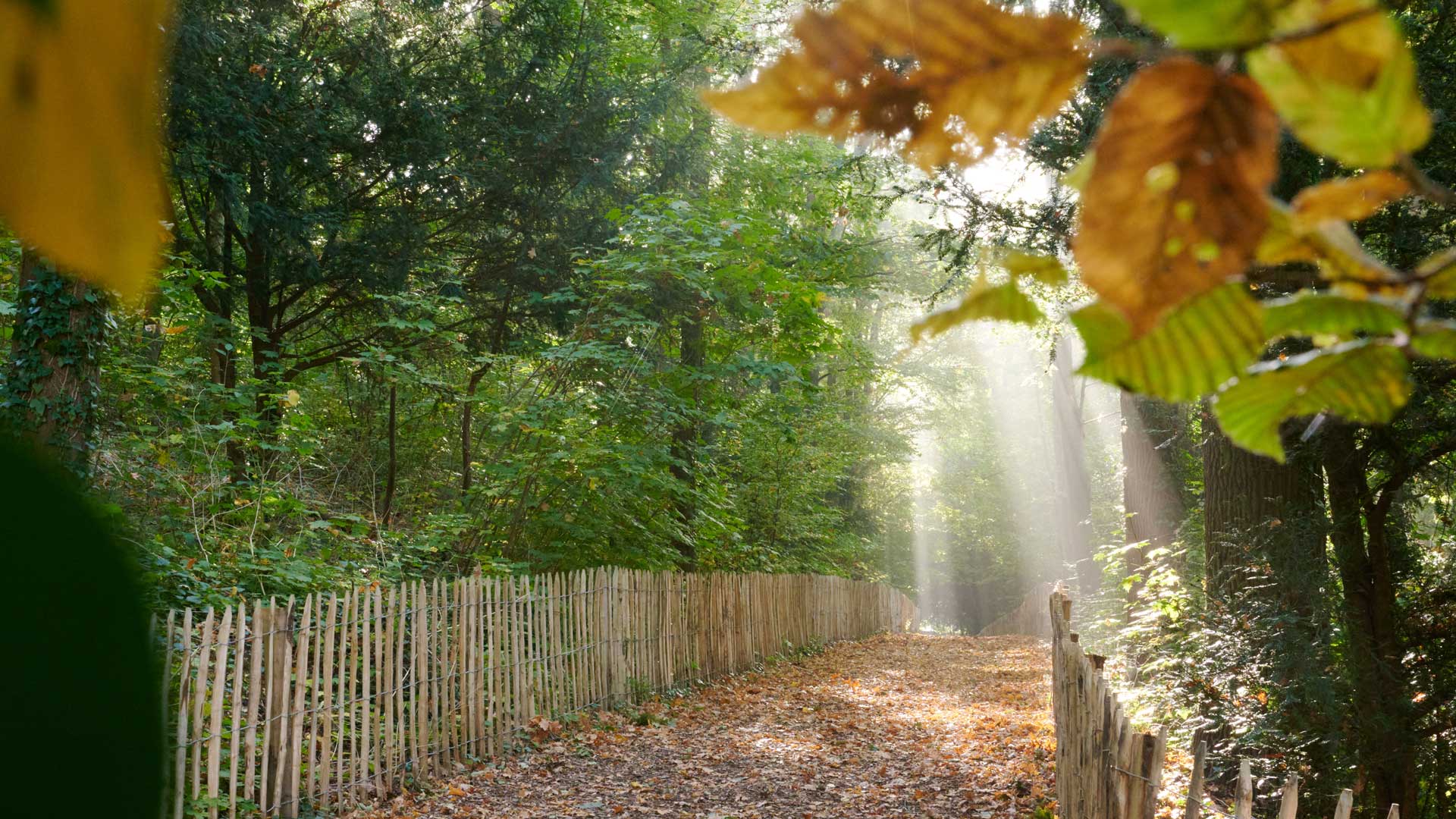Le Rigeard : analyser pour préserver un patrimoine naturel L'automne au Rigeard, avec des feuilles mortes au sol