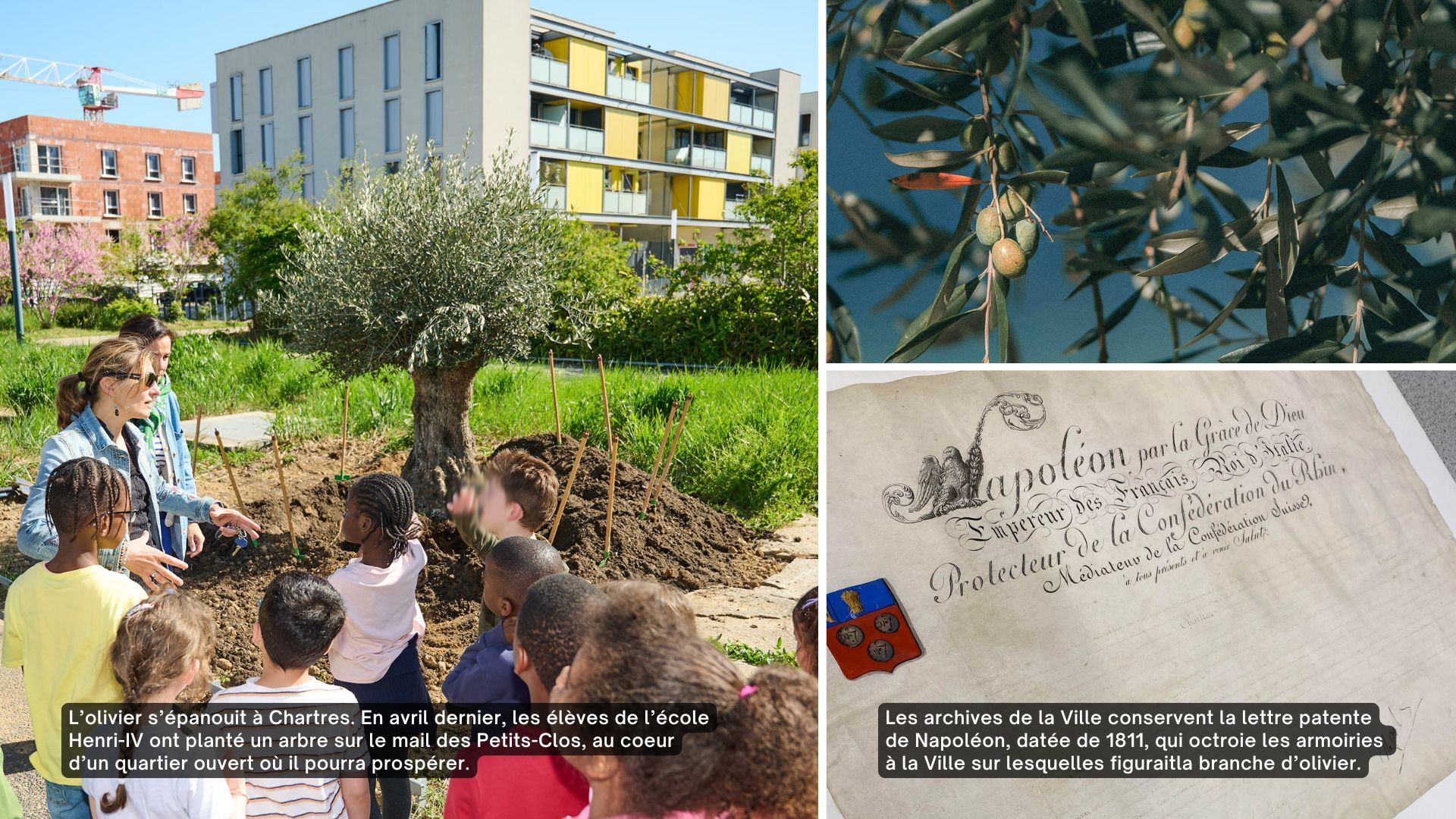 Un olivier sur le mail des Petits-Clos et une lettre de Napol&eacute;on datant de 1811.