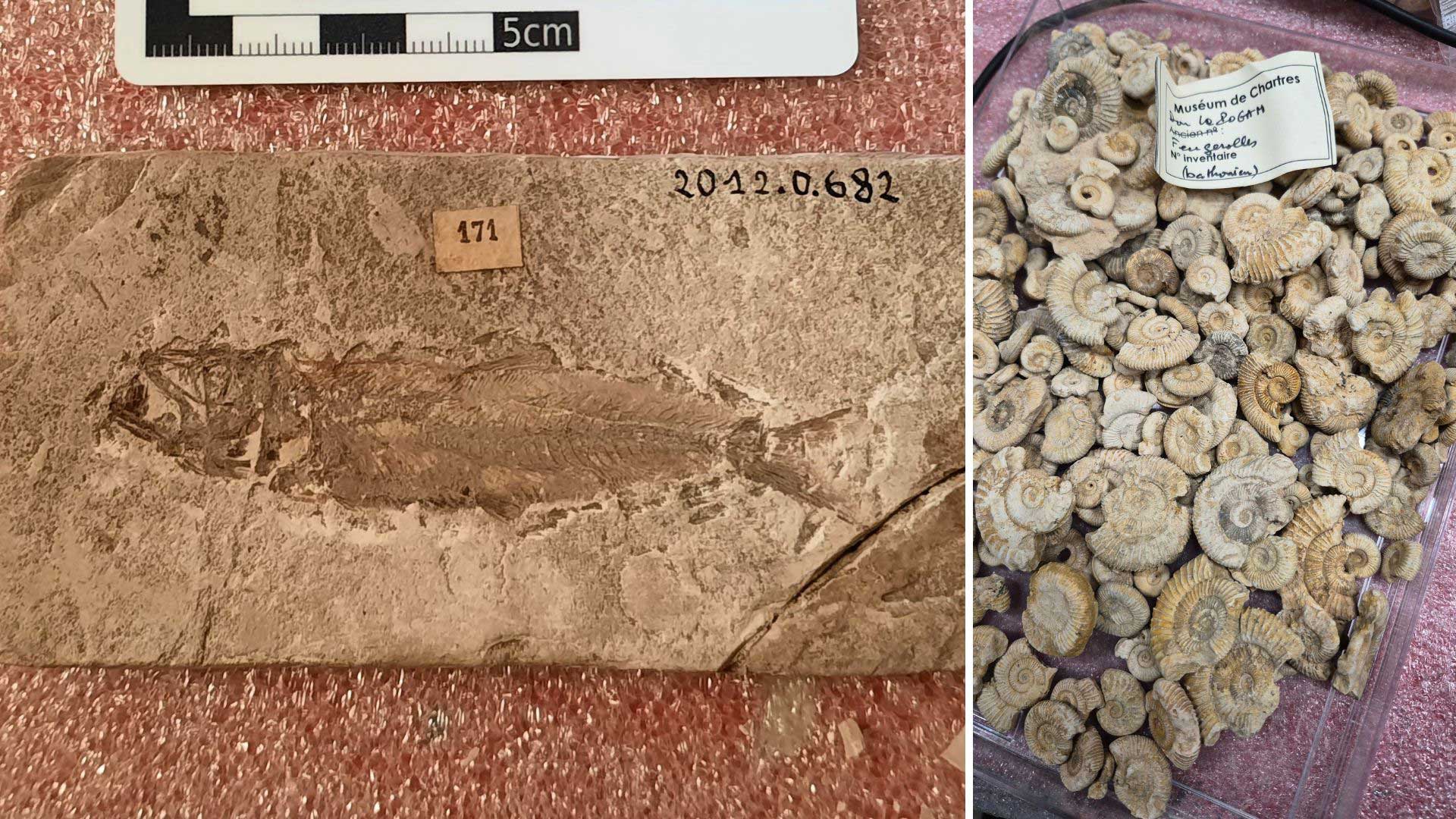 Exemples des collections pal&eacute;ontologiques : fossiles d'amonites et d'un poisson