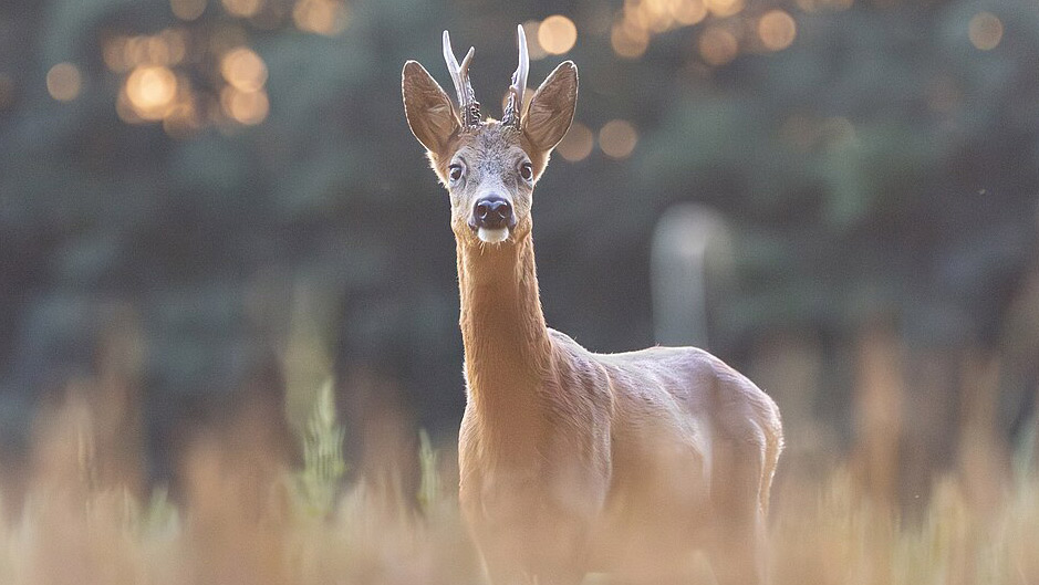 Guide de l'animal en ville - chevreuil