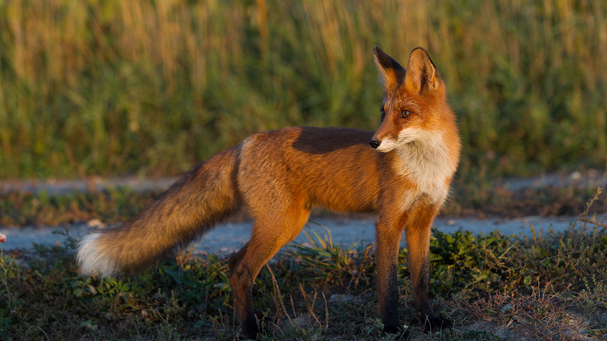 Guide de l'animal en ville - renard