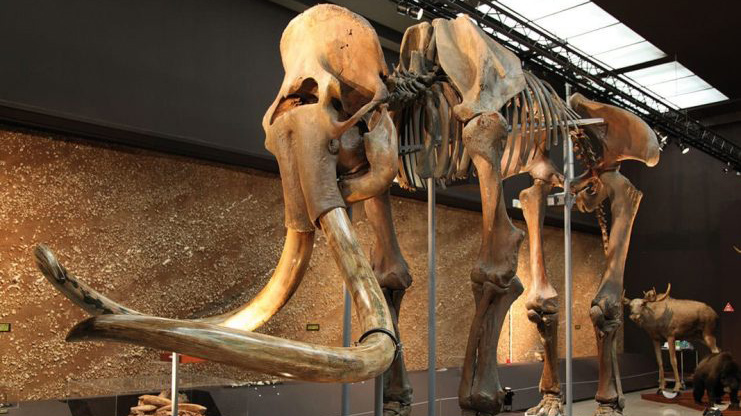 Mammouths, des géants en vallée de l’Eure - Une exposition au musée des Beaux-arts