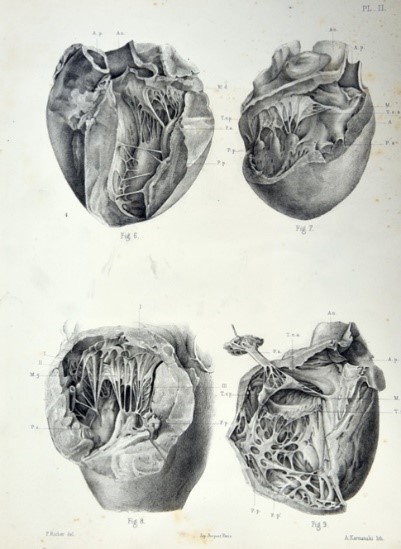 Paul Richer, Planche II dans Marc Sée, Recherches sur l'anatomie et la physiologie du cœur