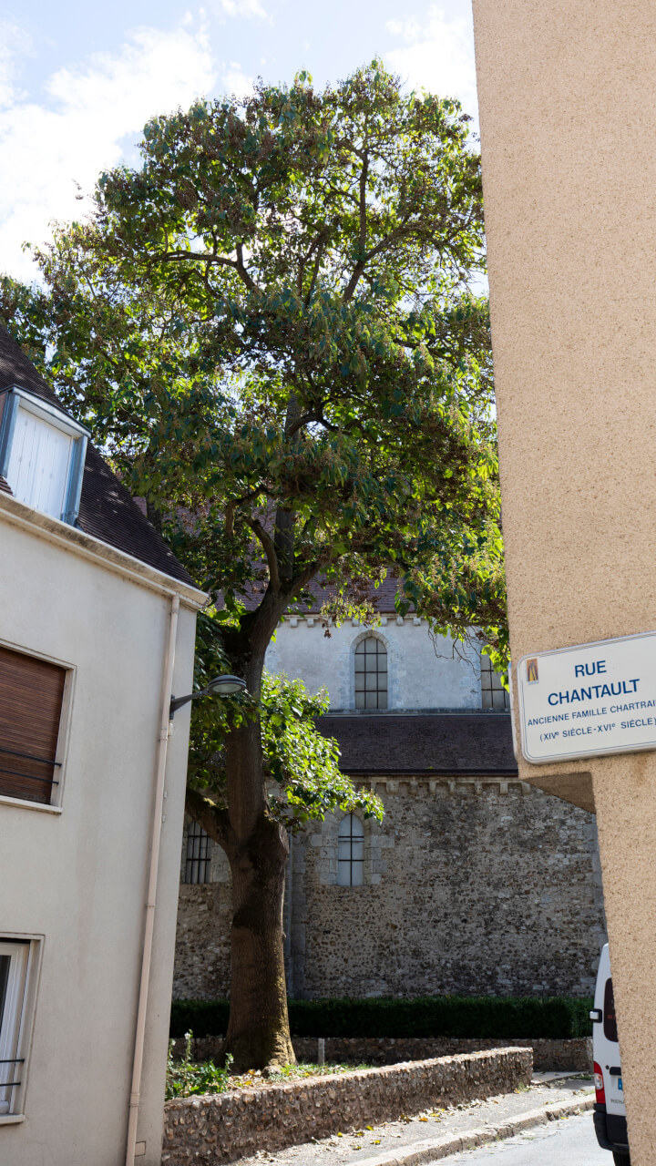 Arbre impérial, rue Saint-André – Ville de Chartres