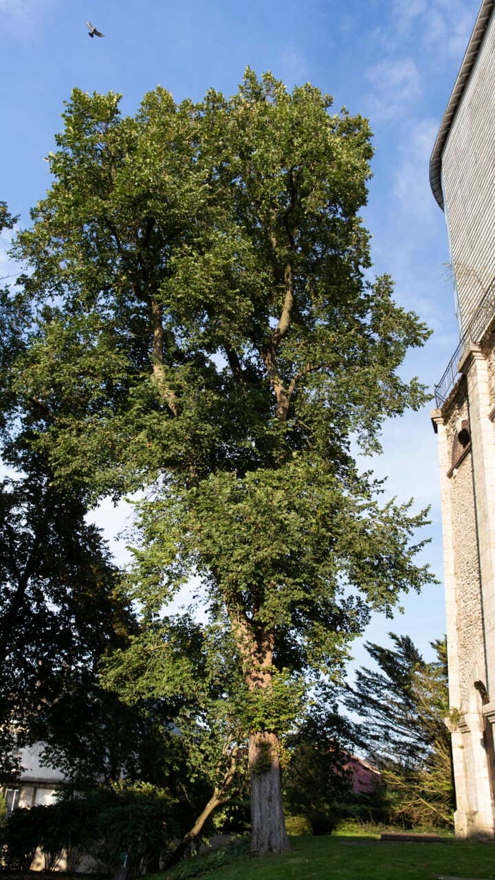 Orme champêtre, square des Réservoirs – Ville de Chartres