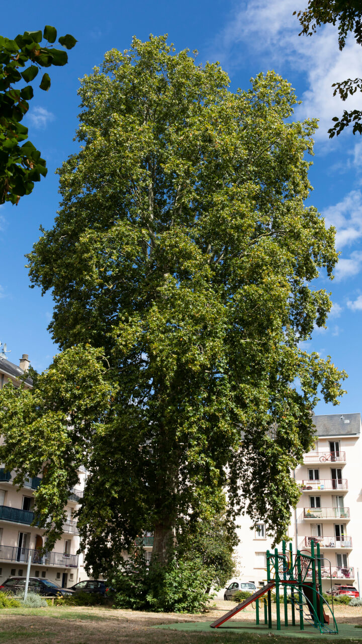 Platane à feuilles d'Érable, rue des Marais – Ville de Chartres