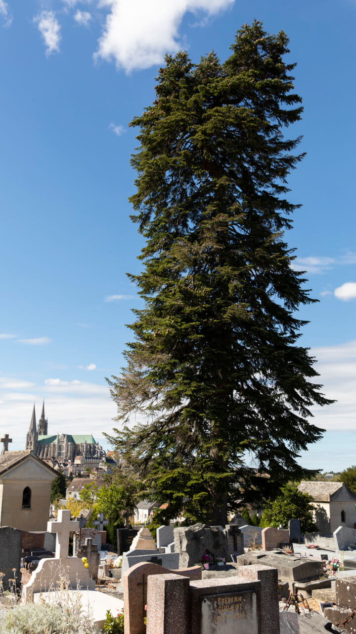 Sapin blanc, cimetière Saint-Chéron – Ville de Chartres