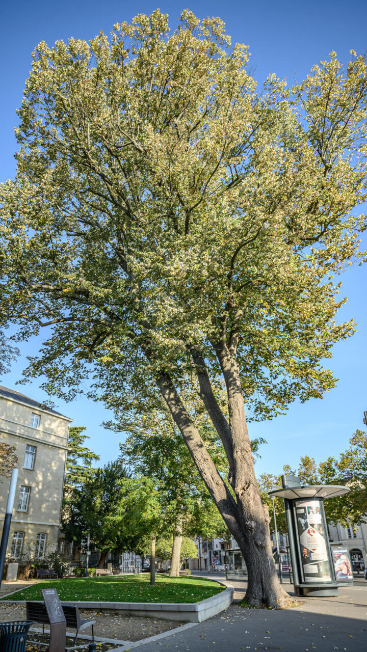 Tilleul argenté, square des maréchaux – Ville de Chartres