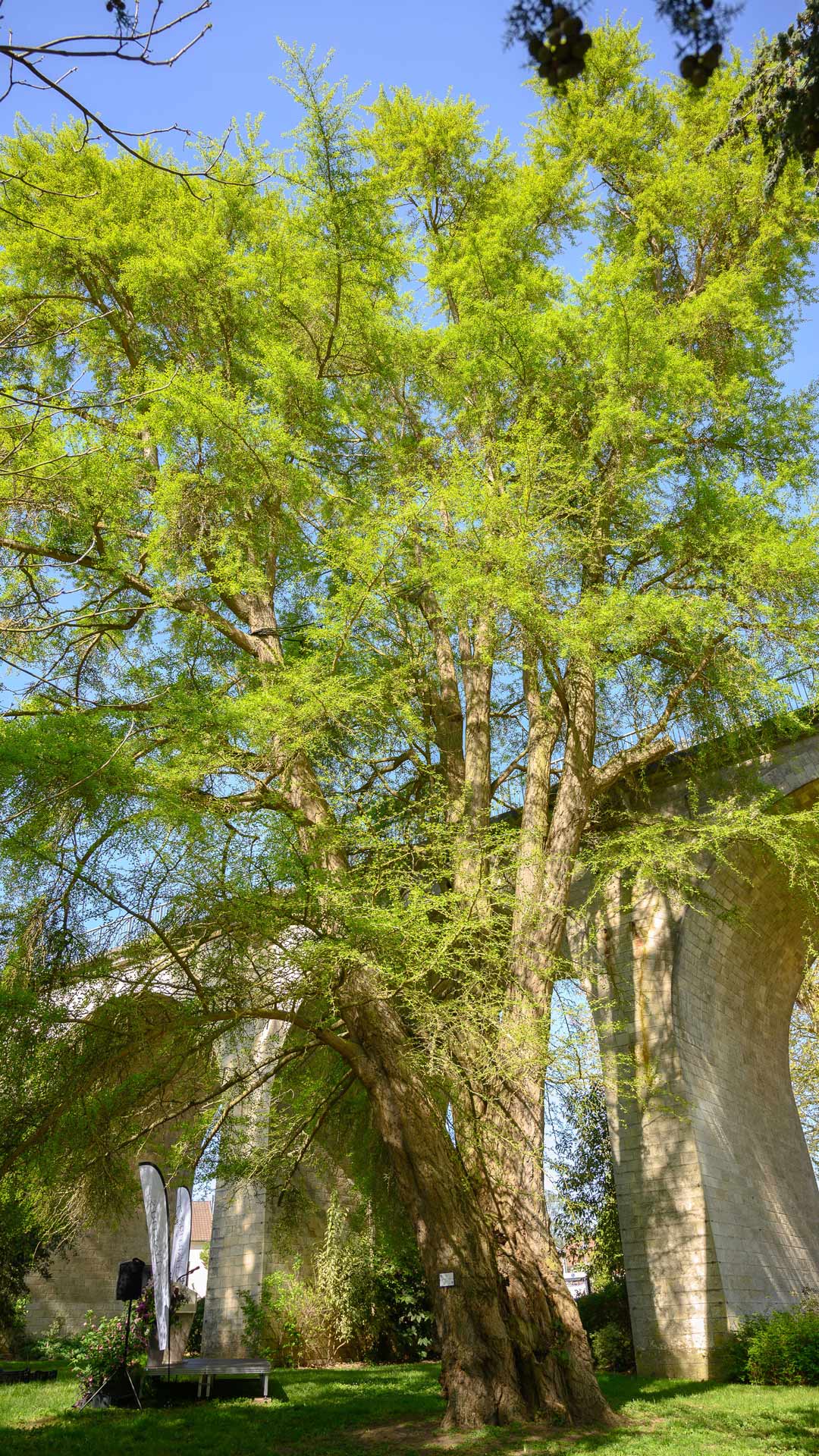 ARBRE AUX QUARANTE ÉCUS – GINKGO BILOBA